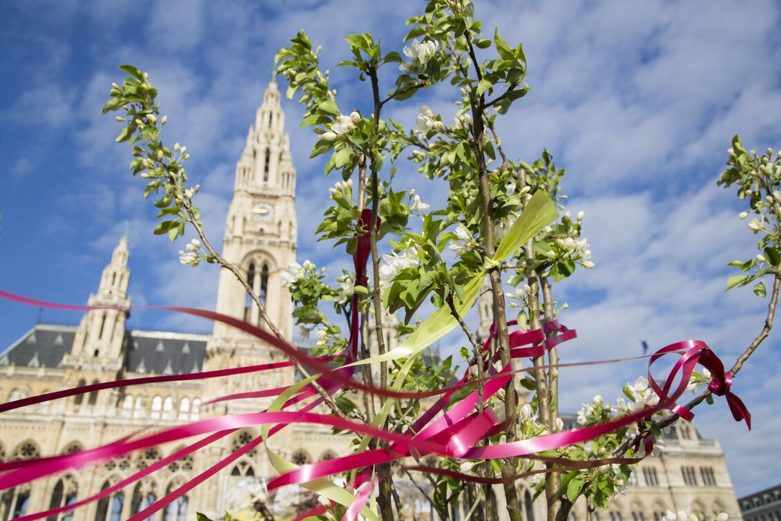 Steiermark Frühling am Wiener Rathausplatz | © Steiermark Tourismus | Jürgen Hammerschmid | © Steiermark Tourismus