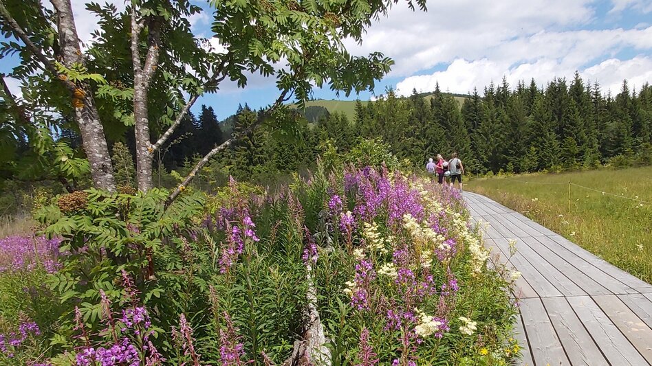 Wanderung Moorlehrpfad, Teichalm - Touren-Impression #2.1 | © Oststeiermark Tourismus