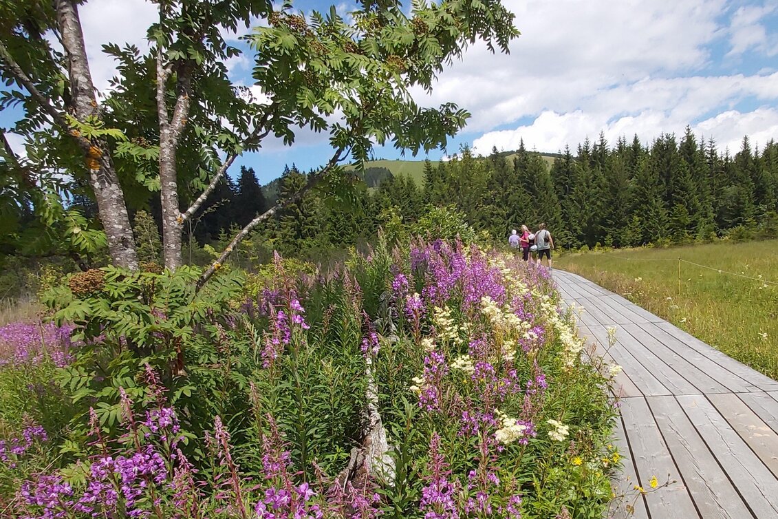 Wanderung Moorlehrpfad, Teichalm - Touren-Impression #1 | © Oststeiermark Tourismus