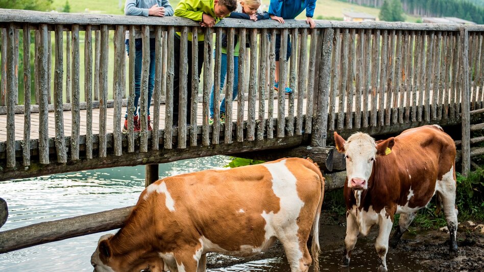 Wanderung Moorlehrpfad, Teichalm - Touren-Impression #2.7 | © Oststeiermark Tourismus