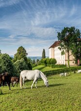 Lipizzaner Stud Farm Piber | © TV Region Graz - Die Abbilderei | Die Abbilderei | © TV Region Graz - Die Abbilderei