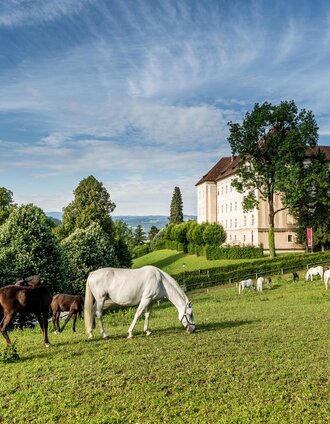 Lipizzanergestüt Piber | Die Abbilderei | © TV Region Graz - Die Abbilderei