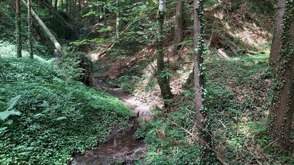 Wanderung Grubbründlweg, Anger bei Weiz - Touren-Impression #2.9 | © Oststeiermark Tourismus