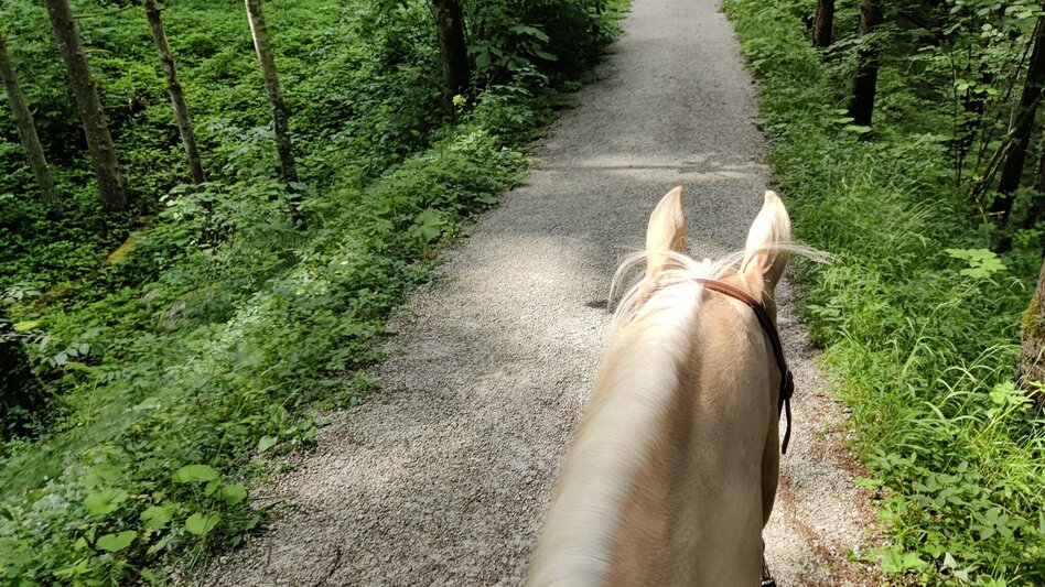 Horse Riding Riding trail from St. Agatha to Altaussee - Touren-Impression #2.1 | © Tourismusverband Ausseerland Salzkammergut