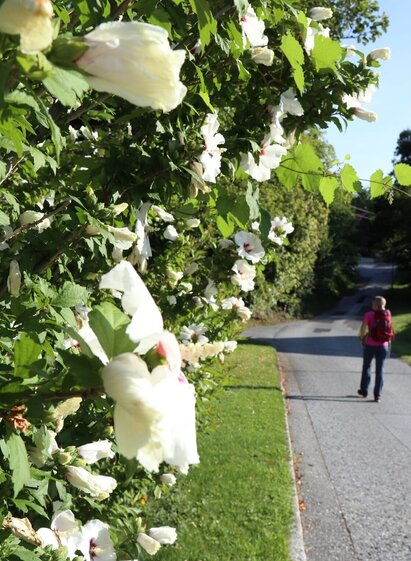 Blumen begleiten uns am Weg | © Oststeiermark Tourismus | (c) WEGES | © Oststeiermark Tourismus