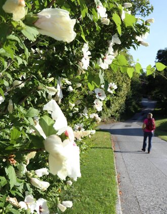 Blumen begleiten uns am Weg | (c) WEGES | © Oststeiermark Tourismus