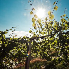 Hike through the vineyards | © TVB/Südsteiermark/Lupi Spuma