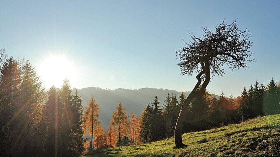 Themed Nature Trail On the Hödlmoser trail - Touren-Impression #2.3 | © Erlebnisregion Murtal