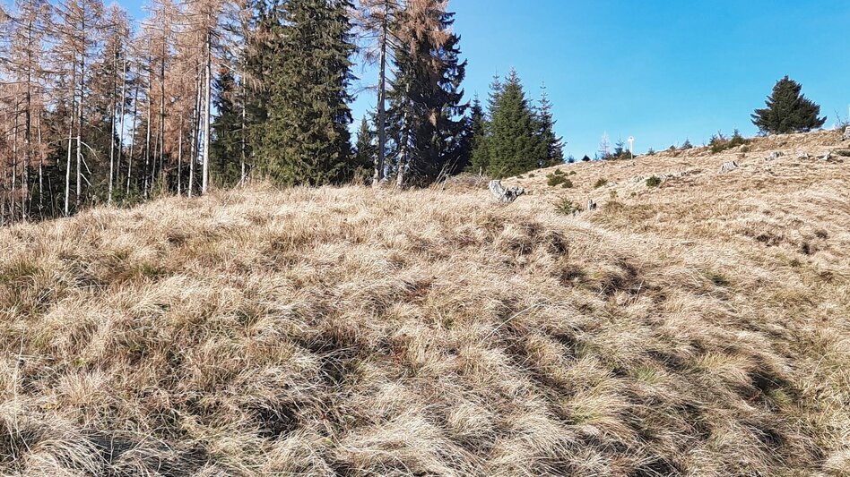 Hiking Route Fohnsdorferhütte via Gstättner - Touren-Impression #2.5 | © Weges OG