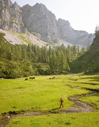 Alpine meadow on the Dachstein Rundwanderweg | Michael Kuschei | © Erlebnisregion Schladming-Dachstein