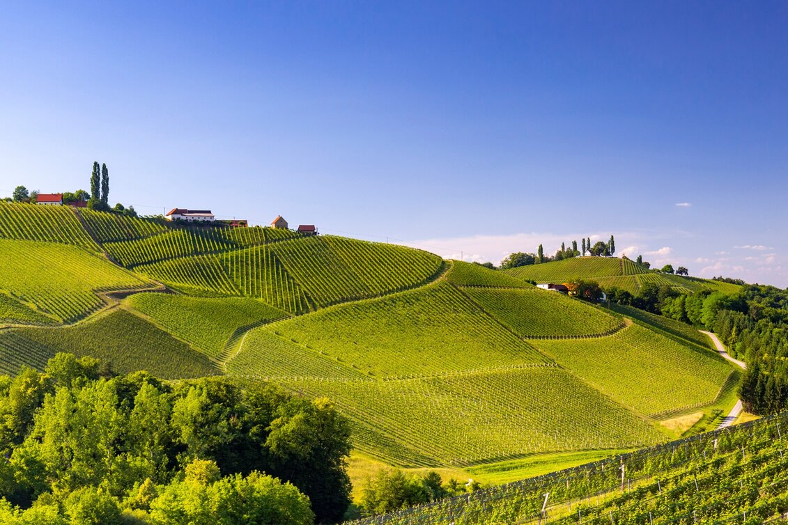Radfahren Weinland Steiermark Radtour - Durch die 3 Weinbaugebiete im Grünen Herz - Touren-Impression #1 | © Steiermark Tourismus/Harry Schiffer
