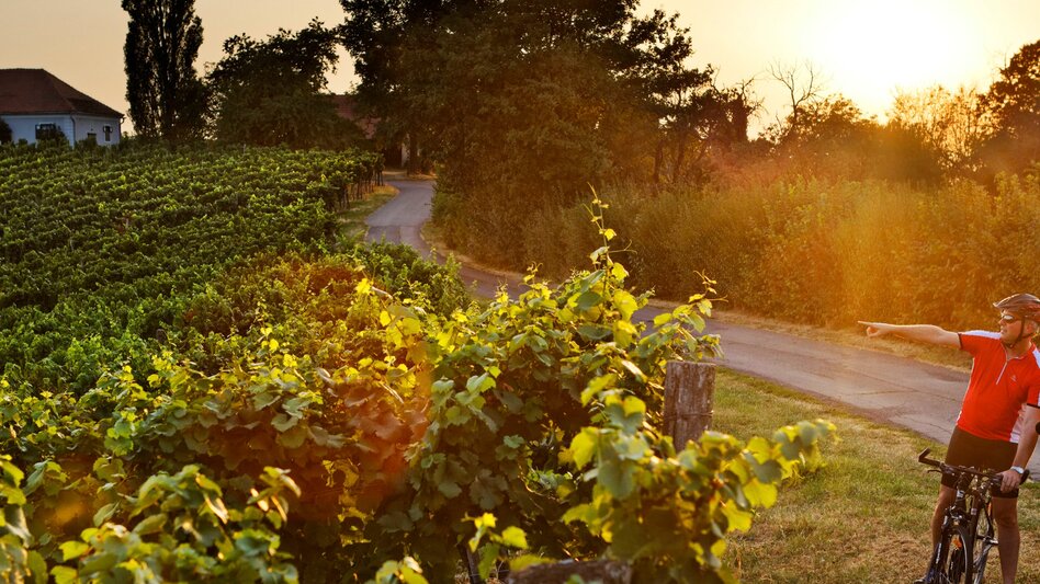 Radfahren Weinland Steiermark Radtour - Durch die 3 Weinbaugebiete im Grünen Herz - Touren-Impression #2.13 | © (c) TV Bad Radkersburg/Bernhard Bergmann