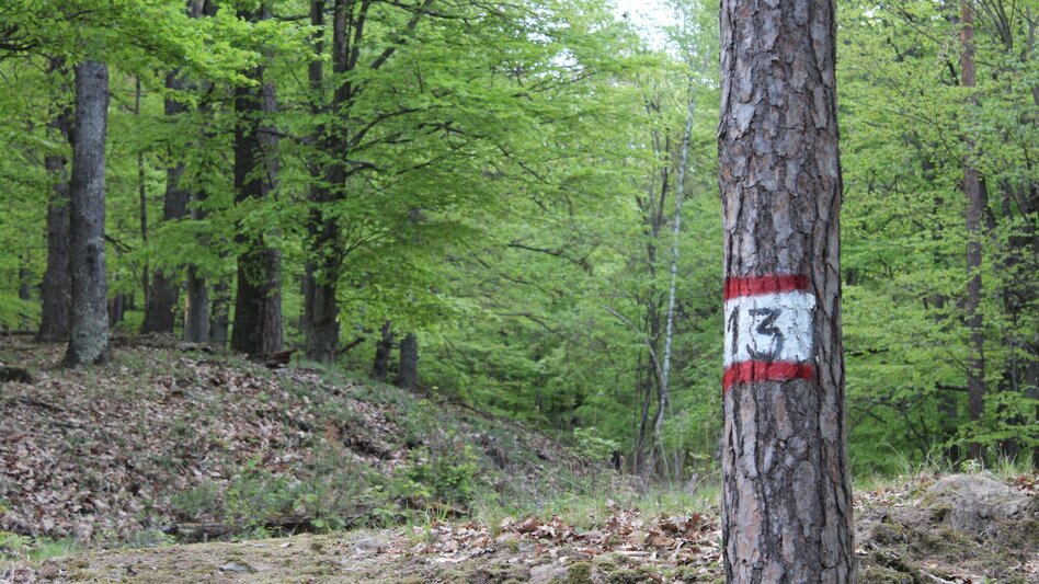 Hiking Route Kogel circular trail (Kogelrundweg) - Touren-Impression #2.9 | © Thermen- & Vulkanland