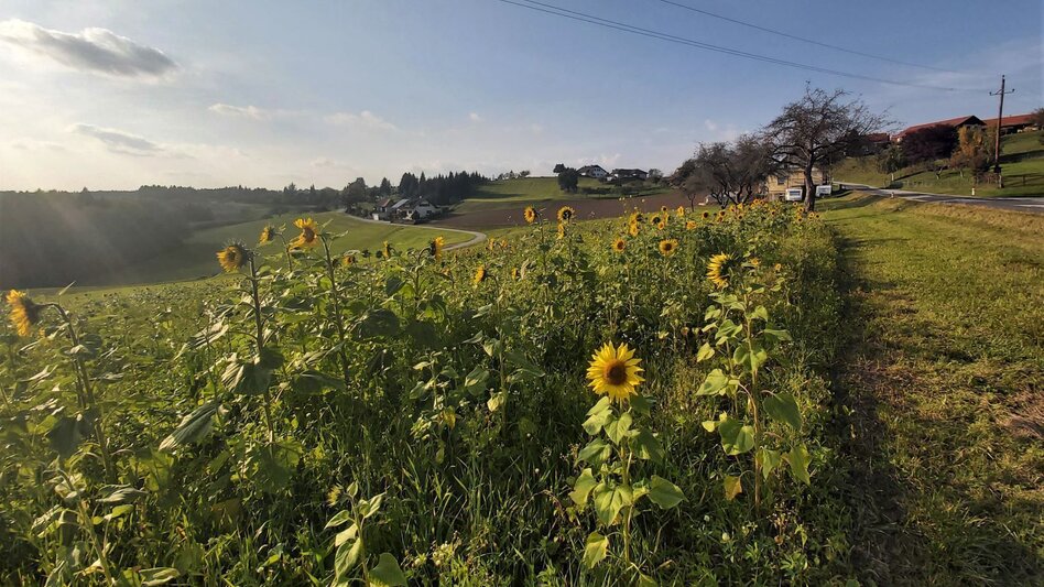 Cycling Sun tour, Gleisdorf - Touren-Impression #2.4 | © Oststeiermark Tourismus