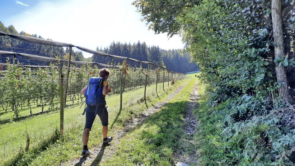 Hiking Route Hiking with a view, Gleisdorf region - Touren-Impression #2.3 | © Oststeiermark Tourismus