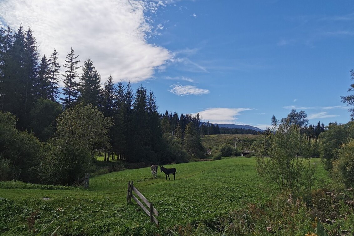Wanderung Obersdorfer Rundweg - Touren-Impression #1