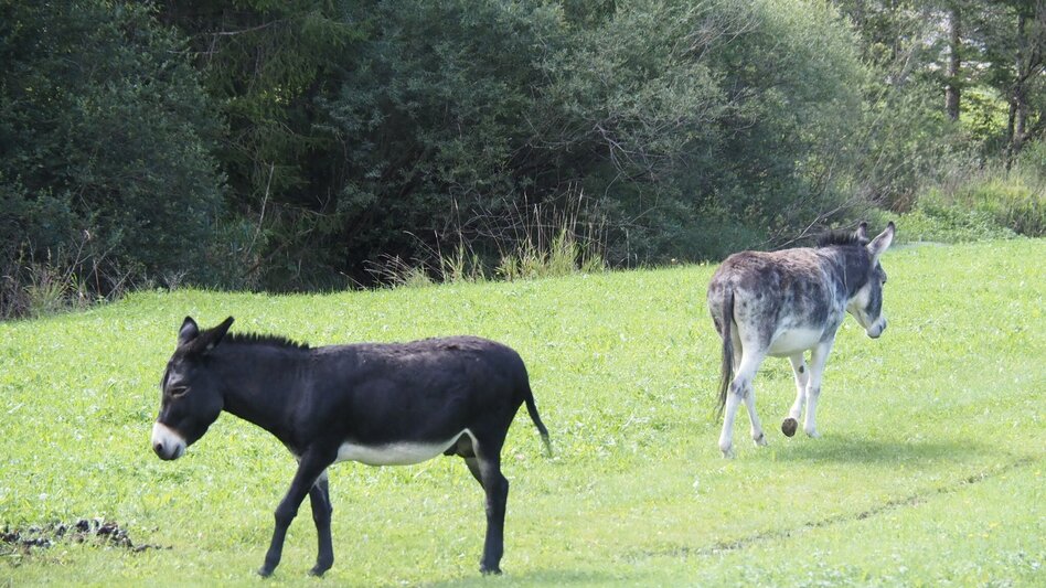 Wanderung Obersdorfer Rundweg - Touren-Impression #2.6