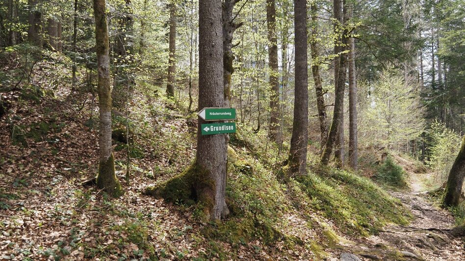 Wanderung Kräuterrundweg in Gößl - Touren-Impression #2.6 | © Ausseerland
