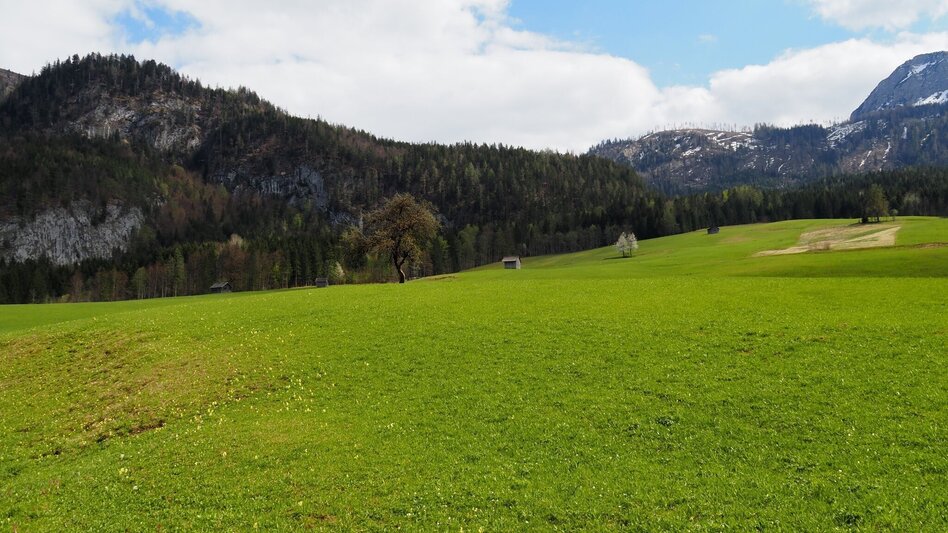 Wanderung Kräuterrundweg in Gößl - Touren-Impression #2.8 | © Ausseerland