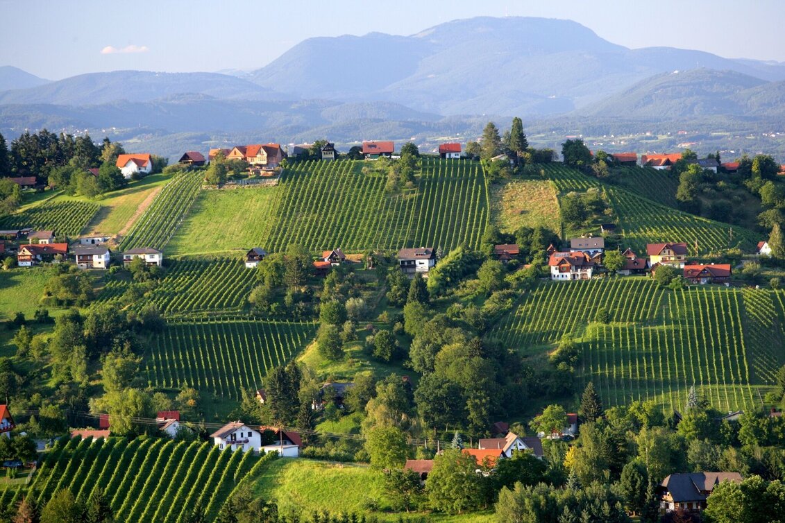 Hiking Route Buschenschankweg Bad Schwanberg (kleine Runde) - Touren-Impression #1 | © Steiermark Tourismus/Harry Schiffer