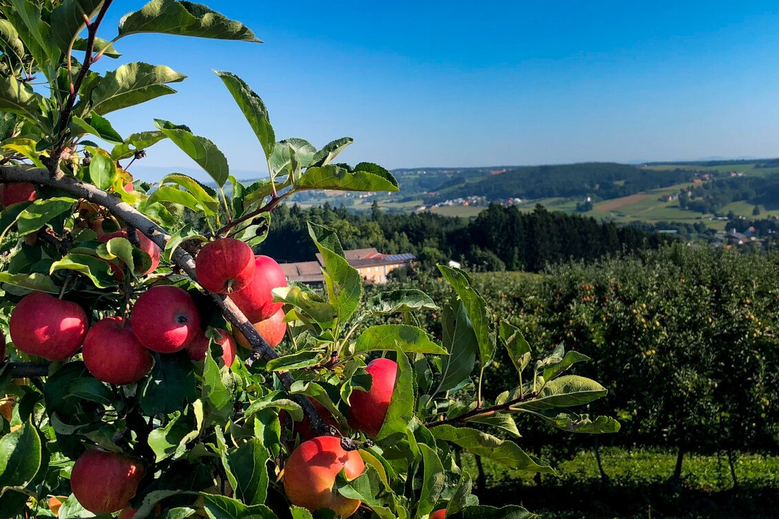 Wanderung Etappe 30 Vom Gletscher zum Wein Nordroute Fürstenfeld - Unterlamm - Touren-Impression #1 | © Steiermark Tourismus