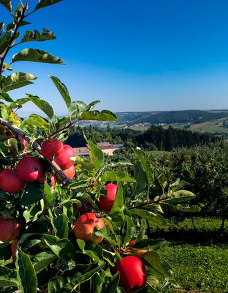Obstgärten im Thermen- und Vulkanland | Manfred Polansky | © Steiermark Tourismus