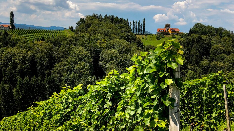 Wanderung Etappe 23 Vom Gletscher zum Wein Südroute Leutschach - Ratsch an der Weinstraße - Touren-Impression #2.6 | © Steiermark Tourismus