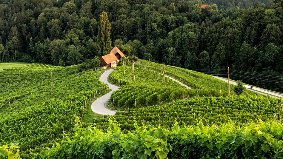 Wanderung Etappe 23 Vom Gletscher zum Wein Südroute Leutschach - Ratsch an der Weinstraße - Touren-Impression #2.7 | © Steiermark Tourismus