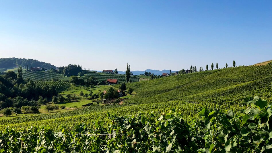 Wanderung Etappe 24 Vom Gletscher zum Wein Südroute Ratsch an der Weinstraße - Ehrenhausen - Touren-Impression #2.1 | © Steiermark Tourismus