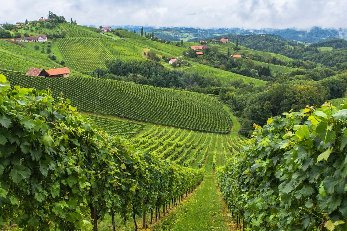 Wanderung Etappe 25 Vom Gletscher zum Wein Südroute Ehrenhausen - Leibnitz - Touren-Impression #1 | © Steiermark Tourismus