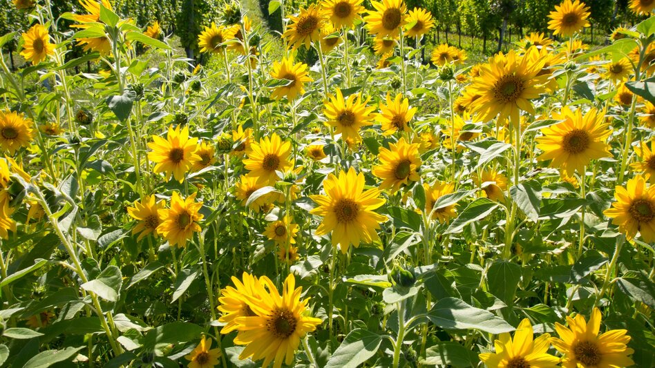 Wanderung Etappe 23 Vom Gletscher zum Wein Südroute Variante Leutschach - Leibnitz - Touren-Impression #2.7 | © Steiermark Tourismus