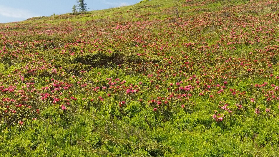 Wanderung Koralm Kristall Trail - Touren-Impression #2.8 | © Region Graz