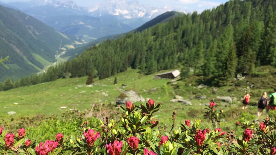 Wanderung Laubschachenweg - Touren-Impression #2.1 | © Tourismusverband Schladming - Katrin Hutegger