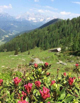 Panoramic view from Laubschachen Trail to the Dachstein massif | Katrin Hutegger | © Tourismusverband Schladming - Katrin Hutegger