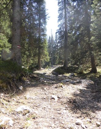 Waldweg am Stoderzinken | Schladming Dachstein | © Erlebnisregion Schladming-Dachstein
