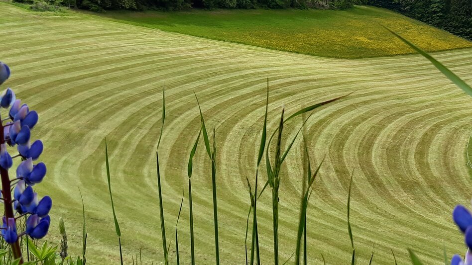 Genussweg Sonnseiten Rundwanderweg - Touren-Impression #2.6 | © WEGES OG