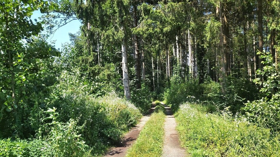 Hiking Route Calorie path - Touren-Impression #2.3 | © Oststeiermark Tourismus