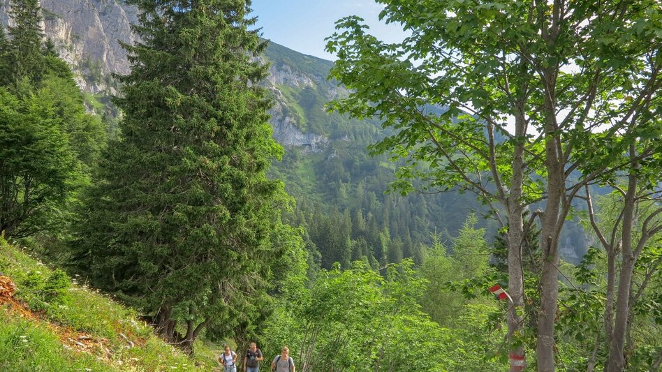 Wanderung Almlehrpfad Grabnerstein - Touren-Impression #2.6 | © TV Gesäuse