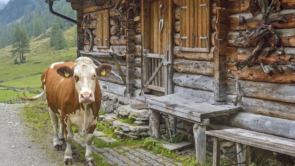 Wanderung Zum Almdorf in die Tuchmoaralm - Touren-Impression #2.4 | © Herfried Marek