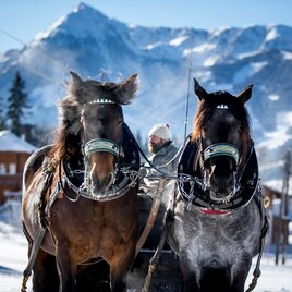 Pferdeschlittenfahrt am Halserweg | © Erlebnisregion Schladming-Dachstein