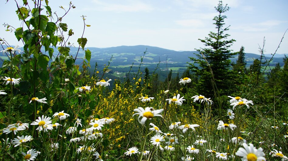 Hiking Route Arzbergrundweg, St. Jakob im Walde - Touren-Impression #2.3 | © Oststeiermark Tourismus