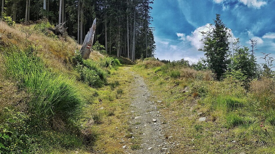 Hiking Route The Hochwurzen Tour - Touren-Impression #2.5 | © Gerhard Pilz