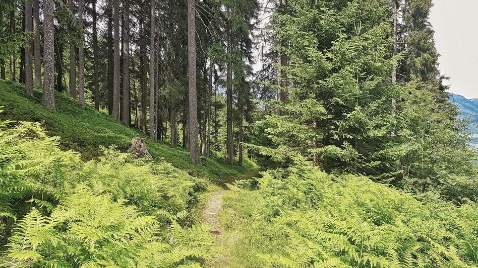 Hiking Route The Hochwurzen Tour - Touren-Impression #2.12 | © Tourismusverband Schladming