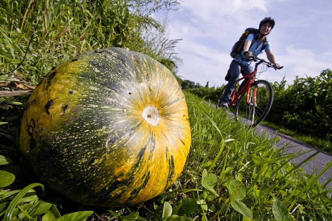 Cycling Etappe 06 Murradweg Graz - Leibnitz - Touren-Impression #1 | © (c) Steiermark Tourismus/Gerhard Eisenschink