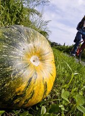 Kürbisse sind unsere Wegbegleiter | © (c) Steiermark Tourismus/Gerhard Eisenschink | Gerhard Eisenschink | © (c) Steiermark Tourismus/Gerhard Eisenschink