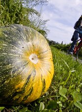 Kürbisse sind unsere Wegbegleiter | © Steiermark Tourismus | Gerhard Eisenschink | © Steiermark Tourismus