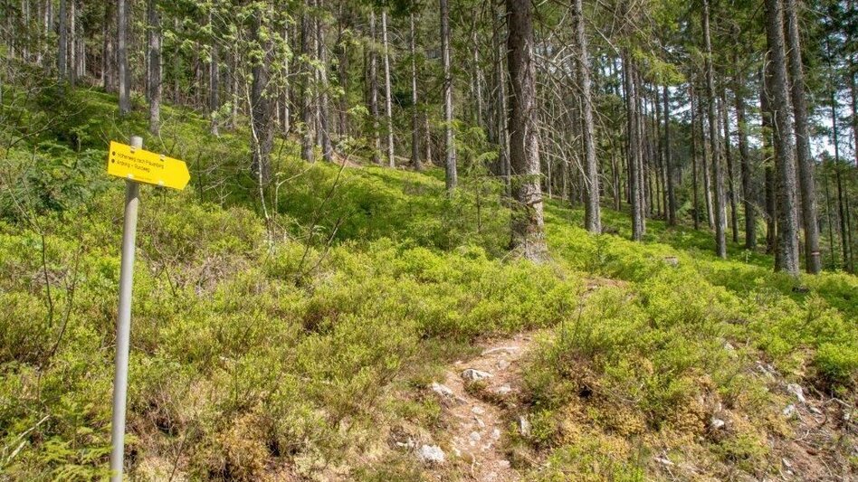 Wanderung Ardninger Höhenweg nach Frauenberg - Touren-Impression #2.7 | © TV Gesäuse