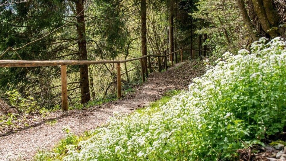 Wanderung Ardninger Höhenweg nach Frauenberg - Touren-Impression #2.8 | © TV Gesäuse