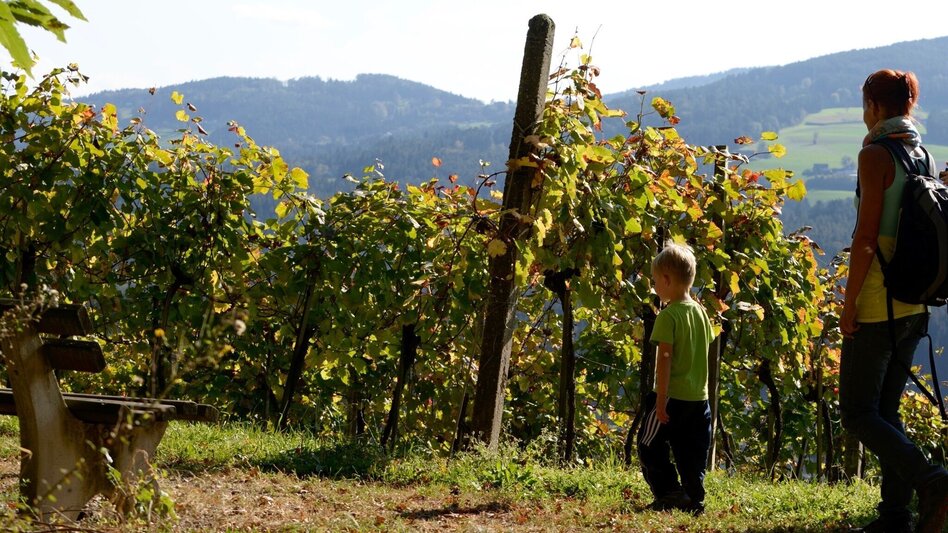 Hiking Route Keltenweg kurz - Touren-Impression #2.2 | © TV Ligist