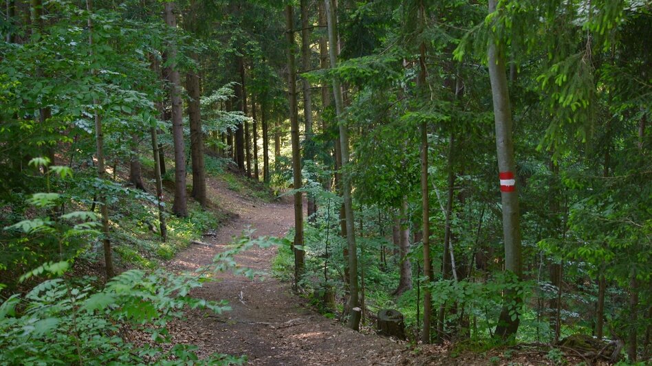 Hiking Route Keltenweg kurz - Touren-Impression #2.4 | © TV Ligist